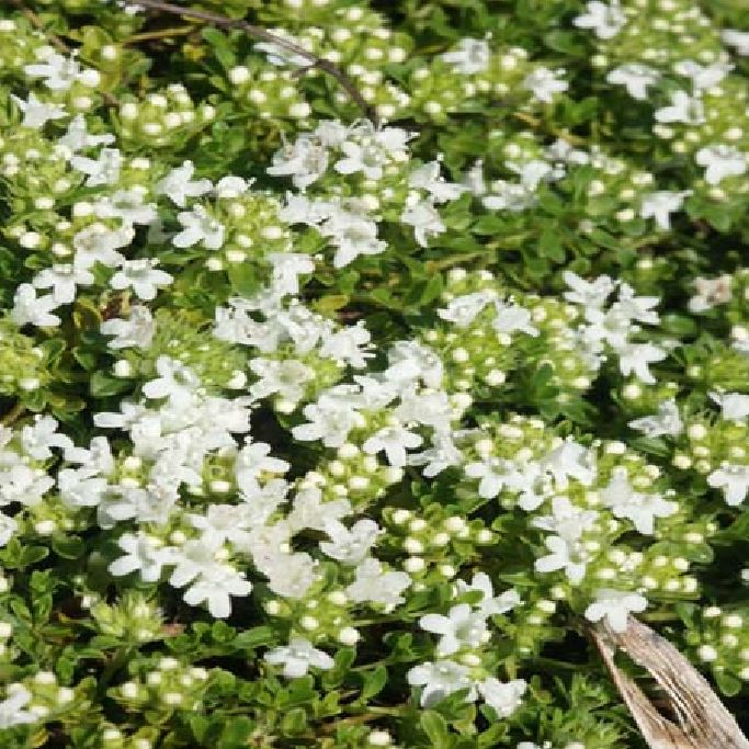 Thymus serpyllum var.albus – Stauden Becker