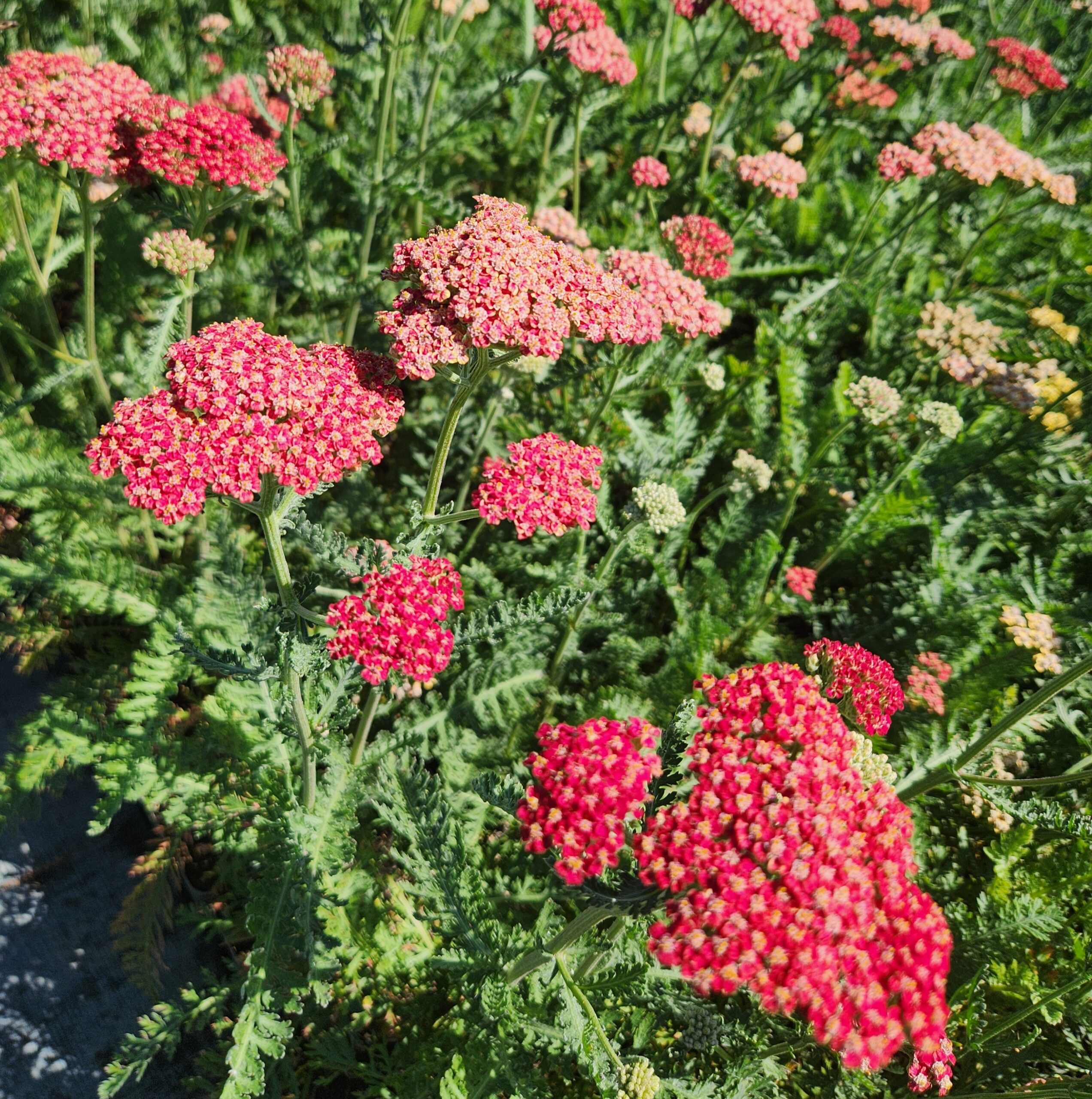 Achillea millef. 'Belle Epoque'