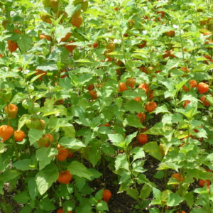 Physalis alkekengi var. franchetii
