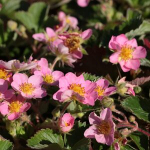 Fragaria x ananassa 'Lipstick Red'
