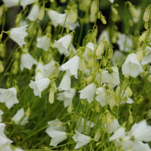 Campanula cochlearif. 'Jingle White'