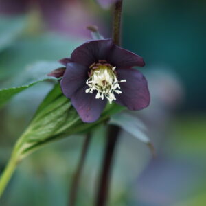 Helleborus x orientalis 'Single Black'