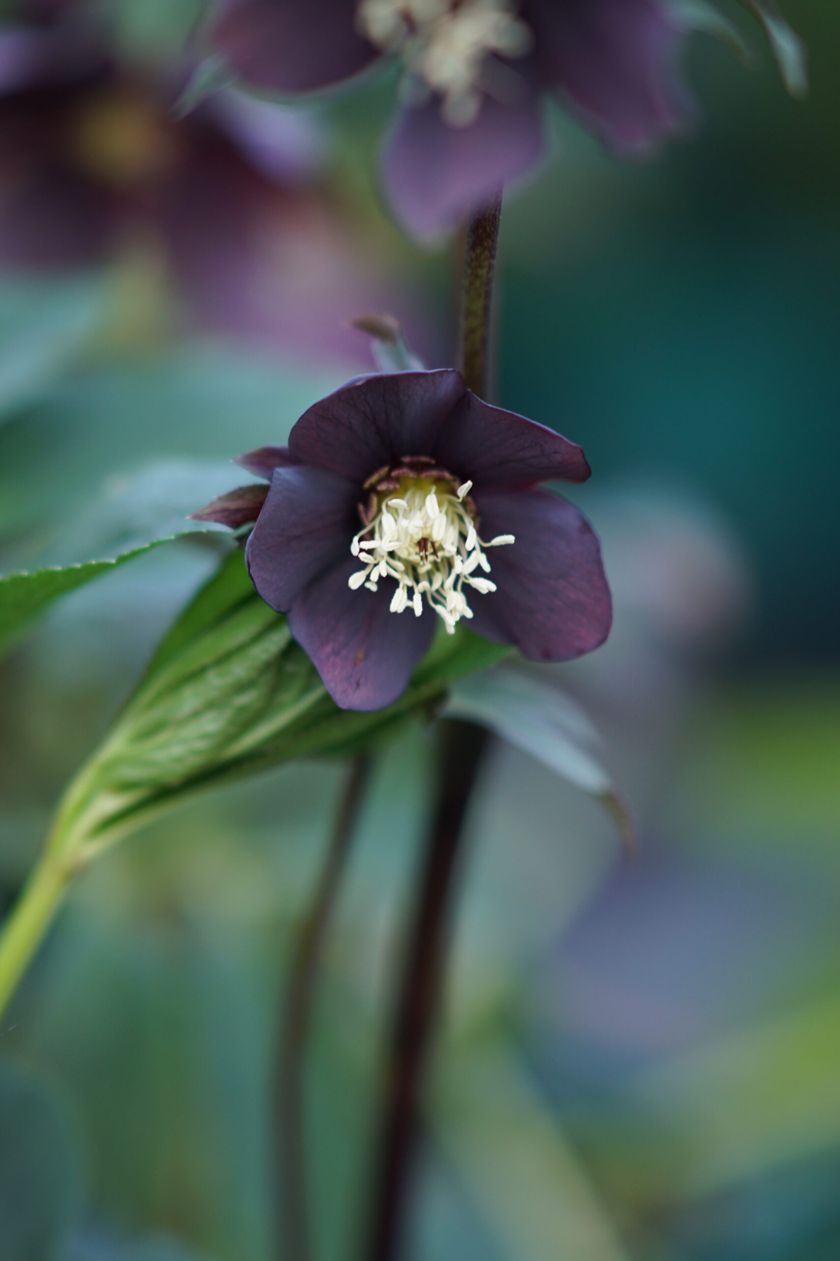 Helleborus x orientalis 'Single Black'
