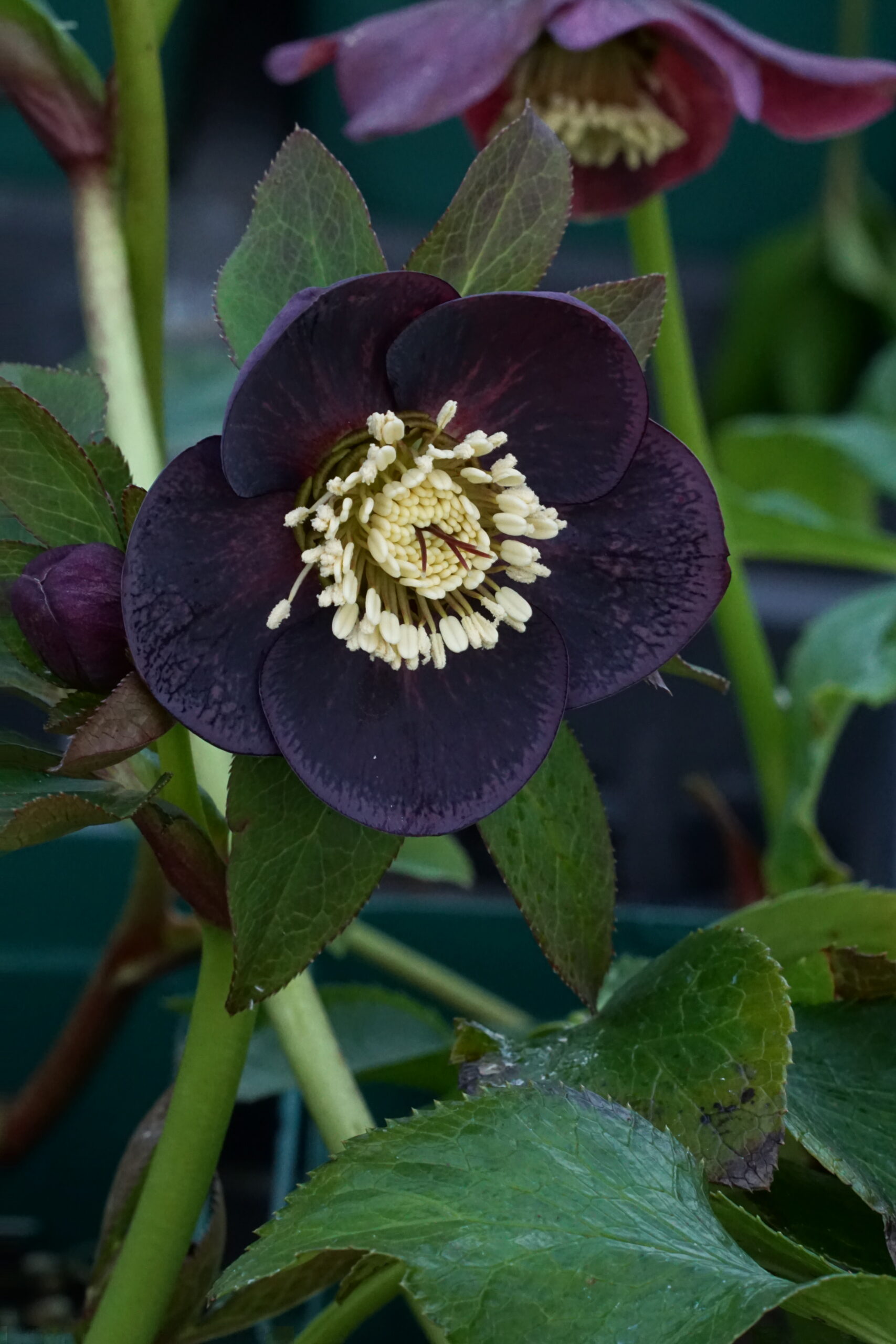 Helleborus x orientalis 'Single Red'