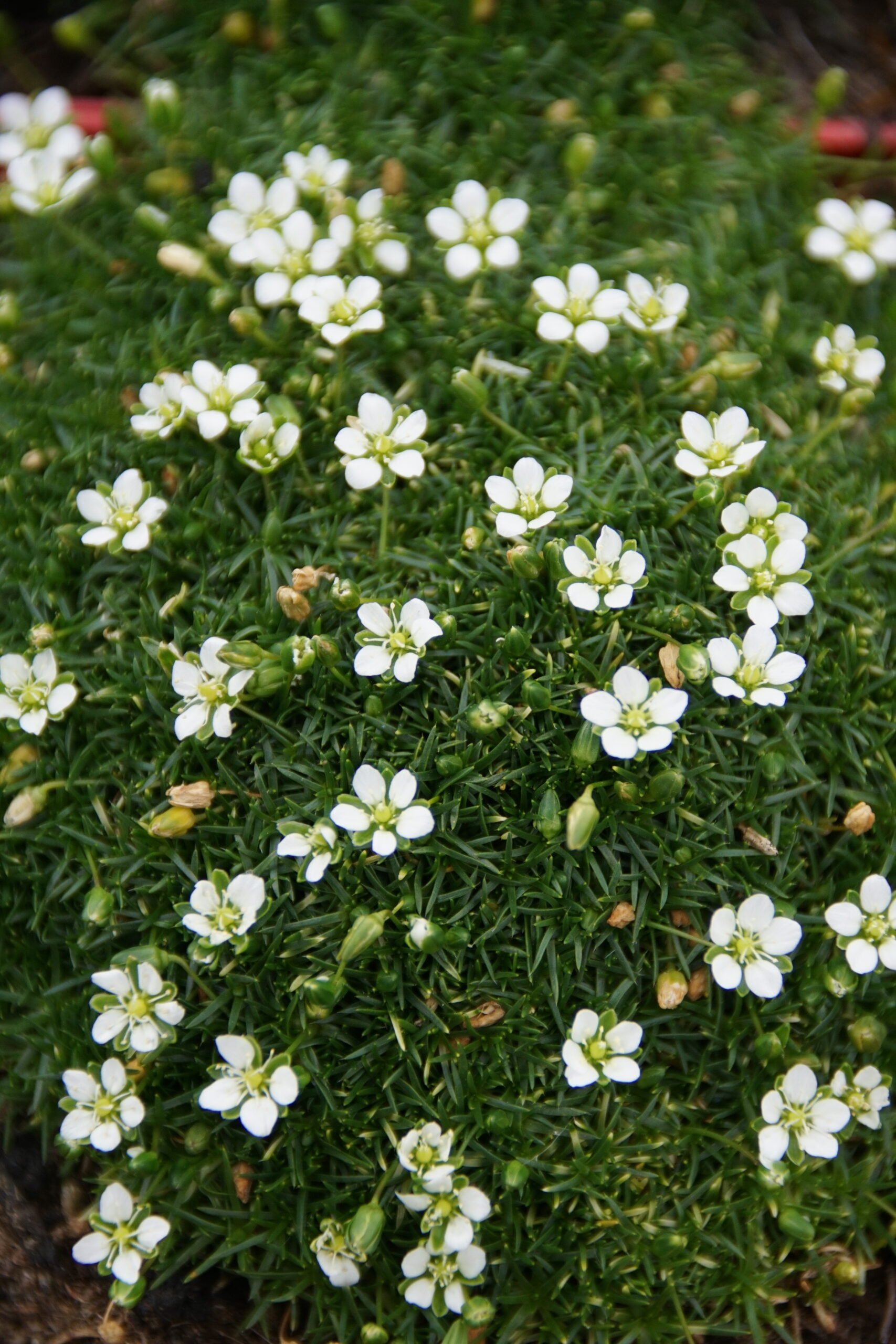 Sagina subulata 'Rucus'