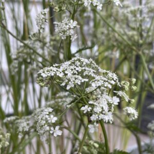 Anthriscus sylvestris