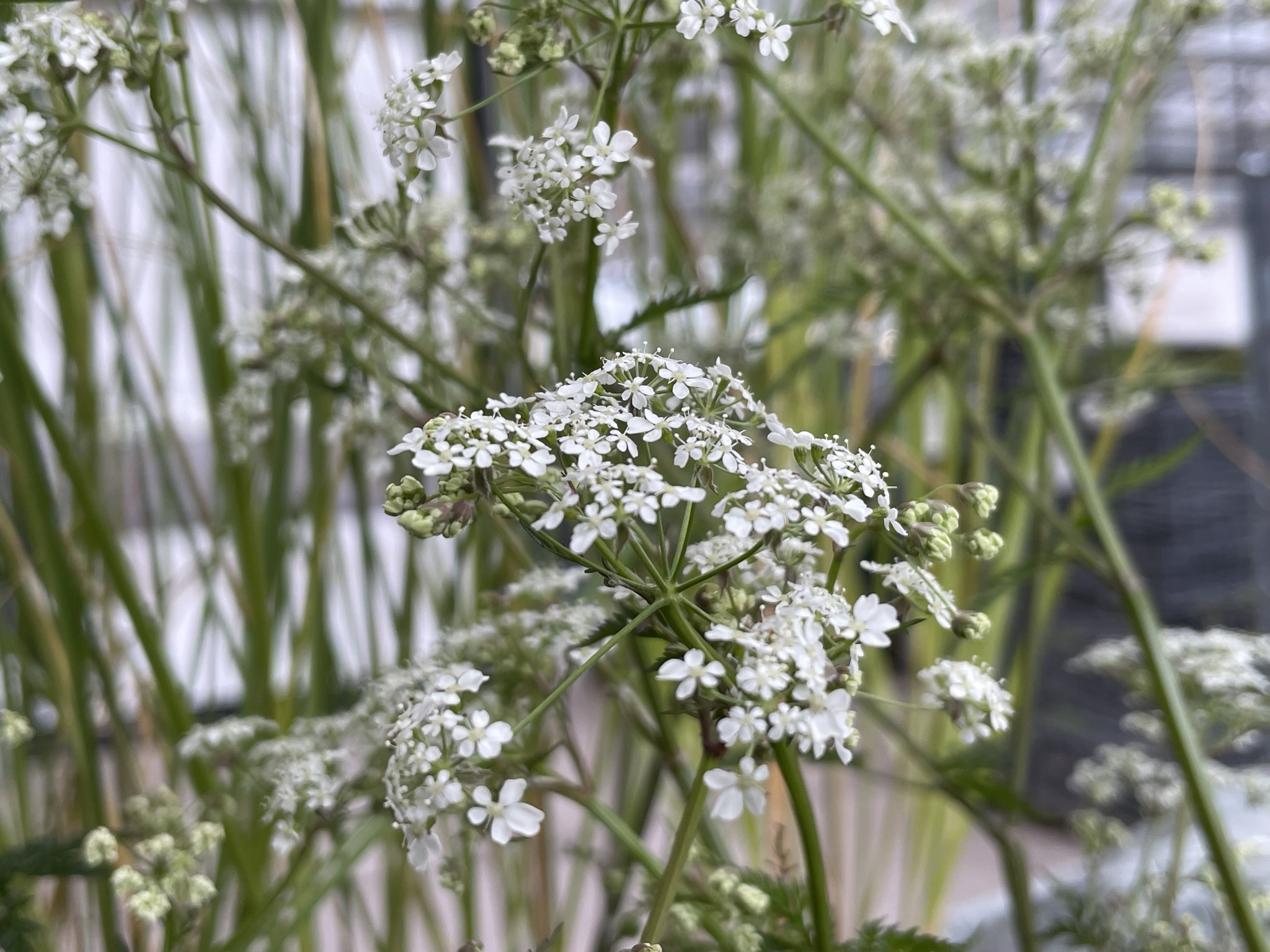 Anthriscus sylvestris