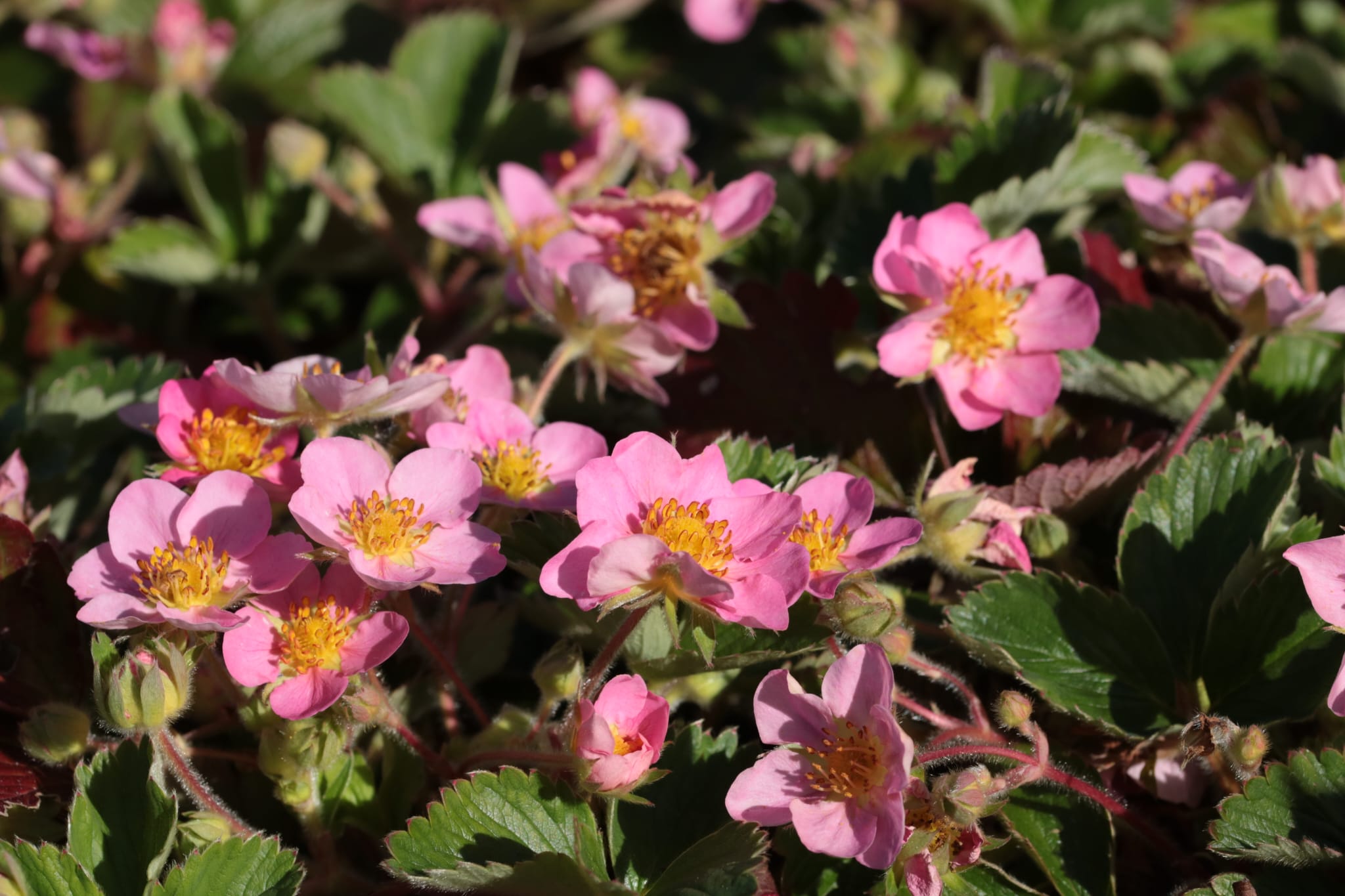 Fragaria x ananassa 'Lipstick Red'