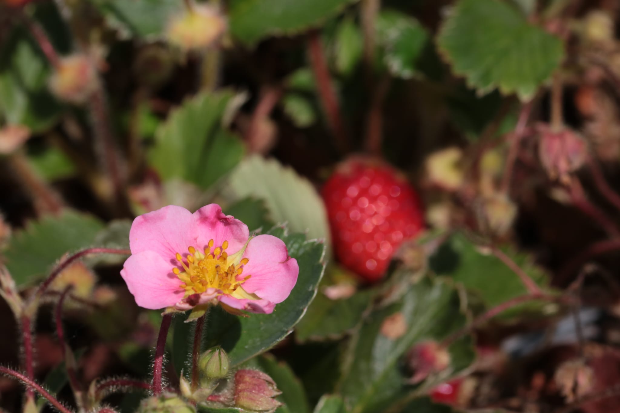 Fragaria x ananassa 'Lipstick Red' – Bild 3