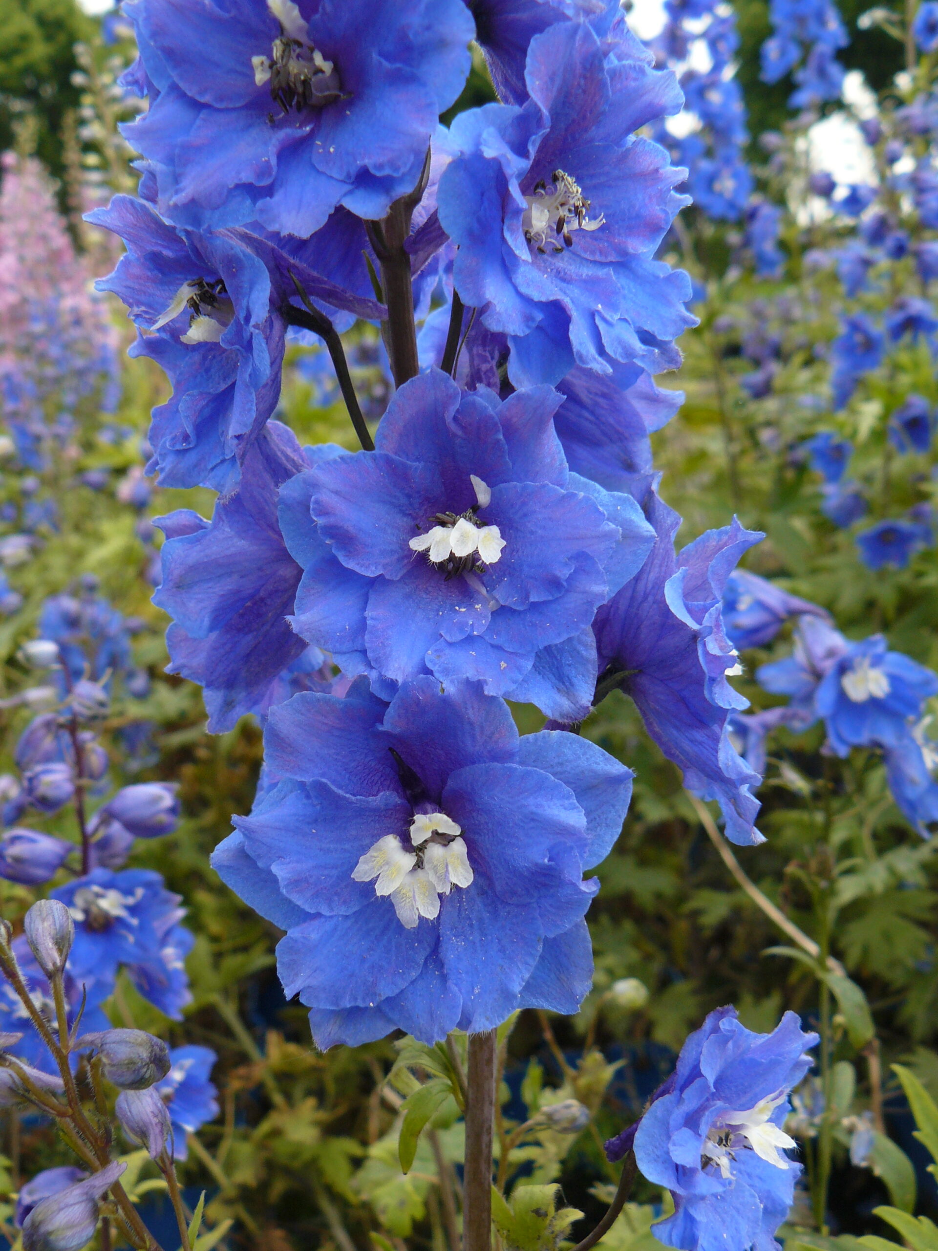Delphinium Pacific 'Blue Bird' – Bild 2