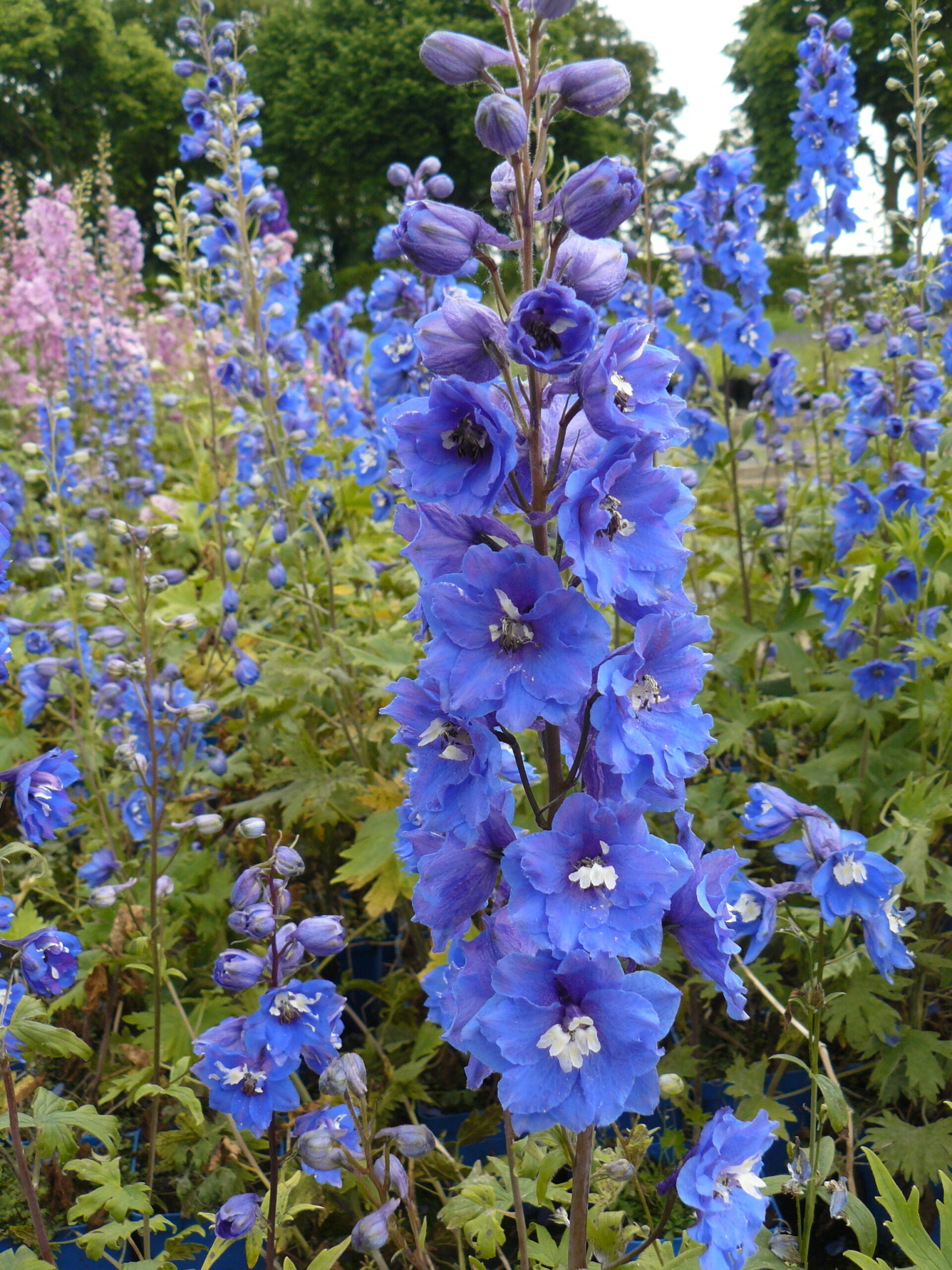 Delphinium Pacific 'Blue Bird' – Bild 3