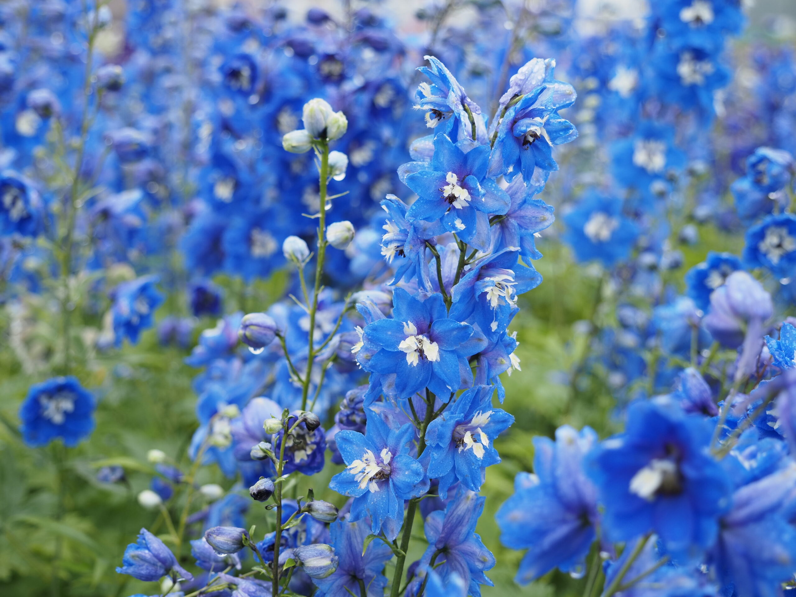 Delphinium Pacific 'Blue Bird'